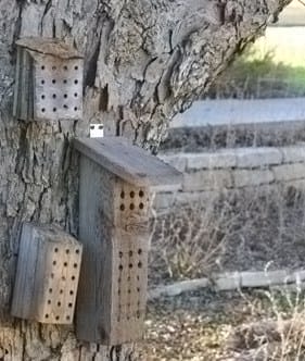 Habitat For Native Bees Using Mason Bee Boxes & Flowering Plants. mason bee boxes, holes drilled into wood