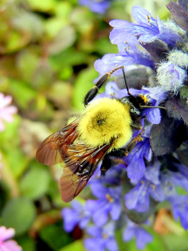 Habitat For Native Bees Using Mason Bee Boxes & Flowering Plants. A bumble bee gathering pollen from a blue flower