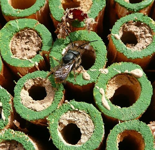 Habitat For Native Bees Using Mason Bee Boxes & Flowering Plants. A mason bee box with small tubes or dowel rods for nesting, filling cavities with mud