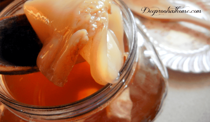 A Complete Beginner's Guide To Brewing Your Own Kombucha. A healthy, growing scoby