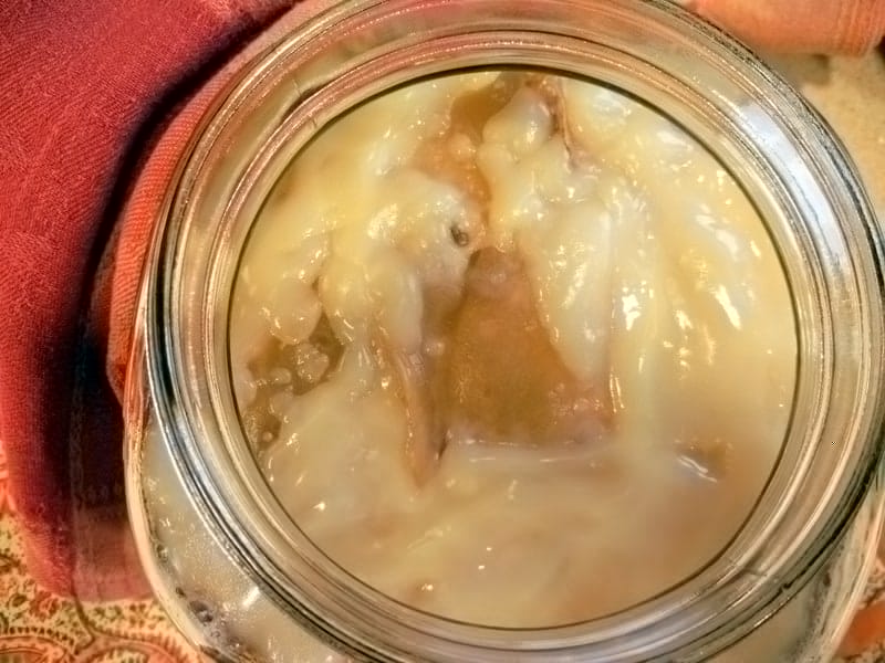 A Complete Beginner's Guide To Brewing Your Own Kombucha. A healthy scoby or mother