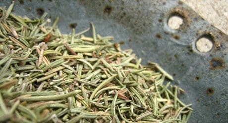  dried herb of rosemary