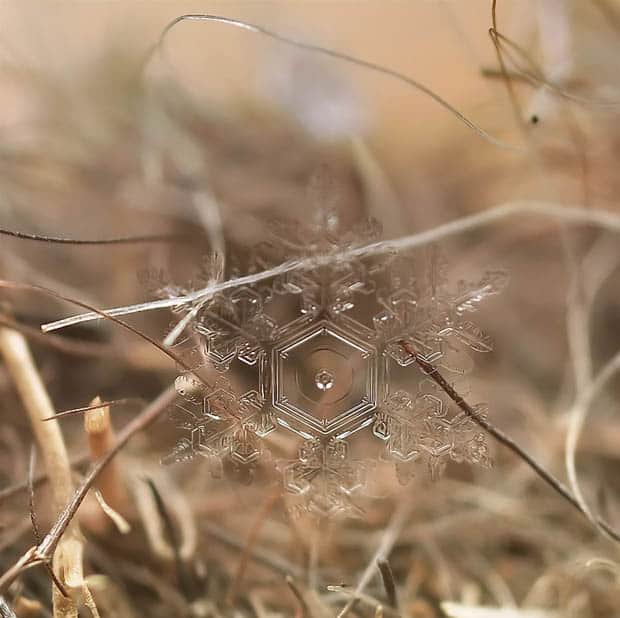 Winter's Hidden Microscopic Beauty In The Snowflake. A snowflake closeup