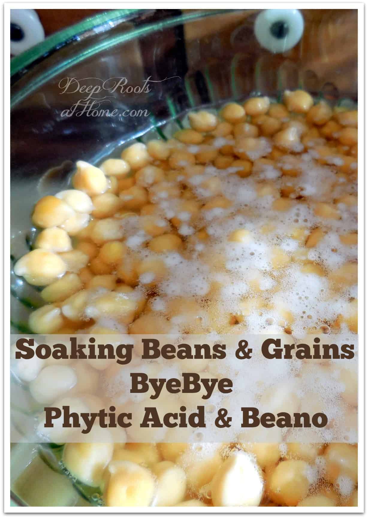 Soaking Beans and Grains ~ ByeBye Phytic Acid and Beano. Soaking chick peas (garbanzo beans) in slightly acidified water to remove phytic acid
