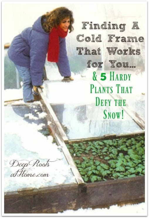 Choosing A Cold Frame That Works for You & 5 Plants That Defy the Snow. A Missouri cold frame under snow with a woman gathering a winter harvest of greens.