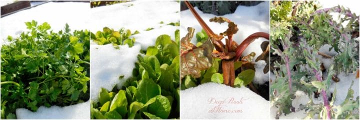 4 greens that do well in the snow