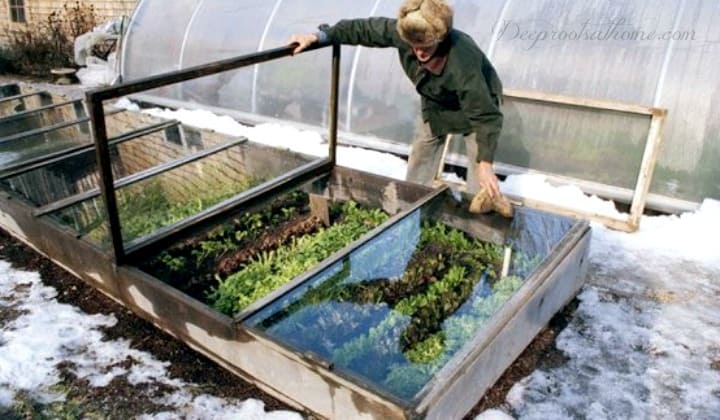 Choosing A Cold Frame That Works for You & 5 Plants That Defy the Snow 
