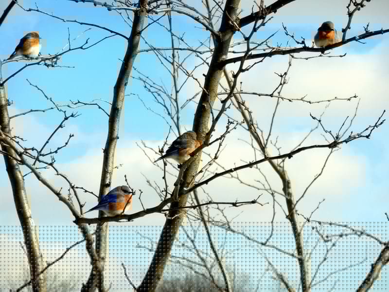 Do You Have What It Takes To Become A Good Gardener? Do You Have What It Takes To Become A Good Gardener? bluebird pairs in locust tree in January