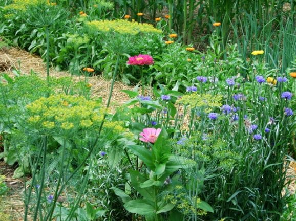 Back To Eden Film & How To Start A Sustainable Garden. A potager garden with herbs and flowers