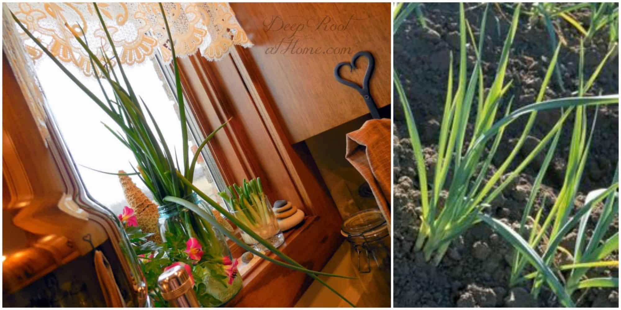  onions that have grown tall and tender...in garden