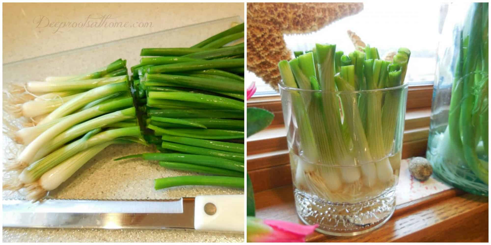 Growing Green Onions On Your Windowsill Couldn't Be Easier. cut onions and gr onions in water growing roots