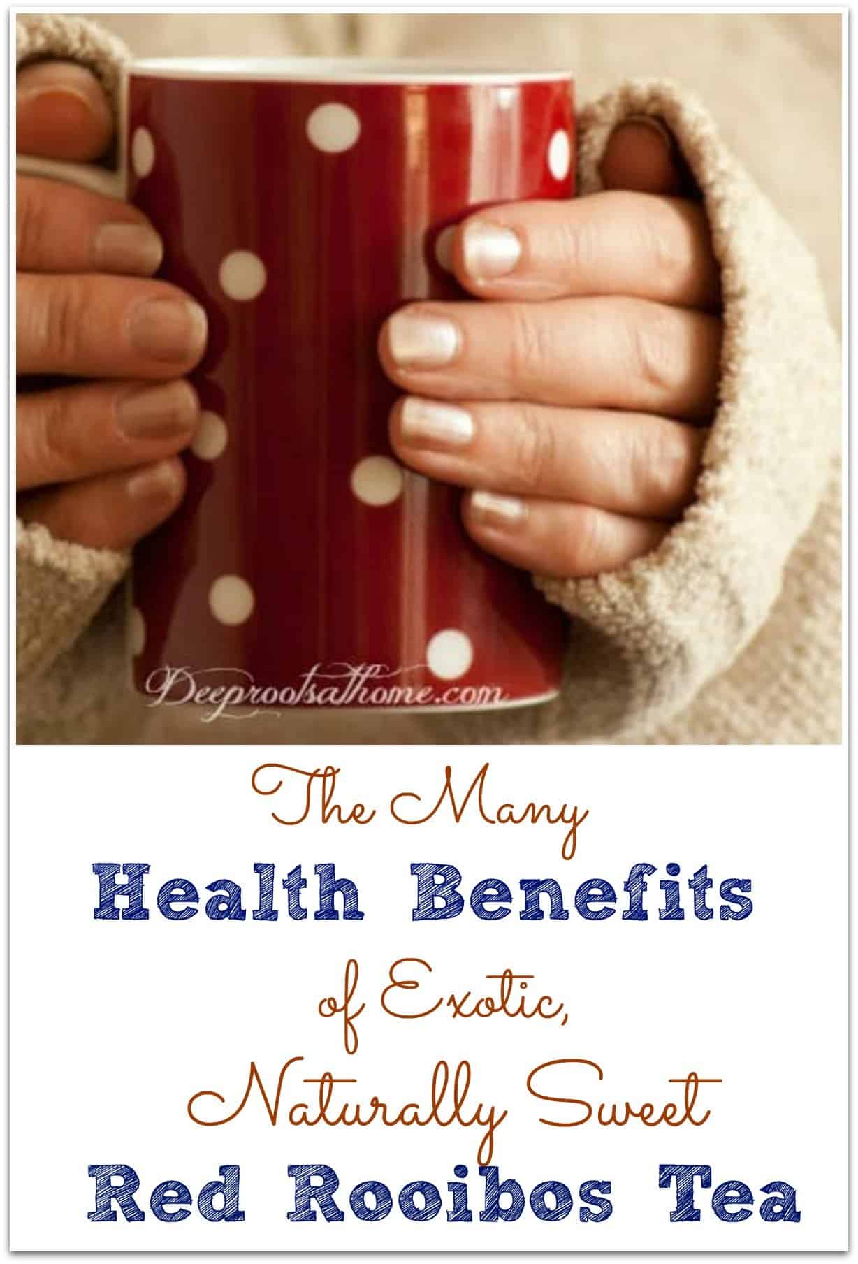 The Many Health Benefits Of Red Rooibos Tea. Beautiful hands holding a warm mug of Rooibos tea.