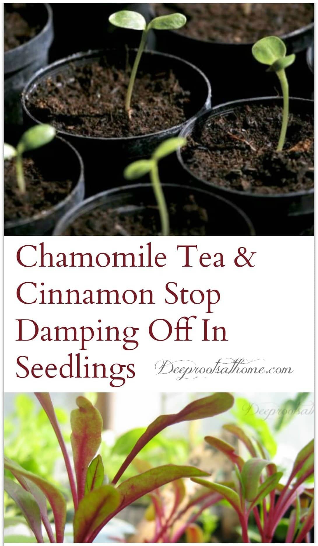 3 Natural Anti-Fungals to Prevent Damping Off In Seedlings. natural prevention
