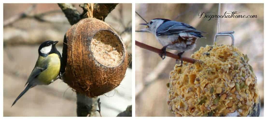 Fun ways to put winter food sources in front of the birds that visit our yards!