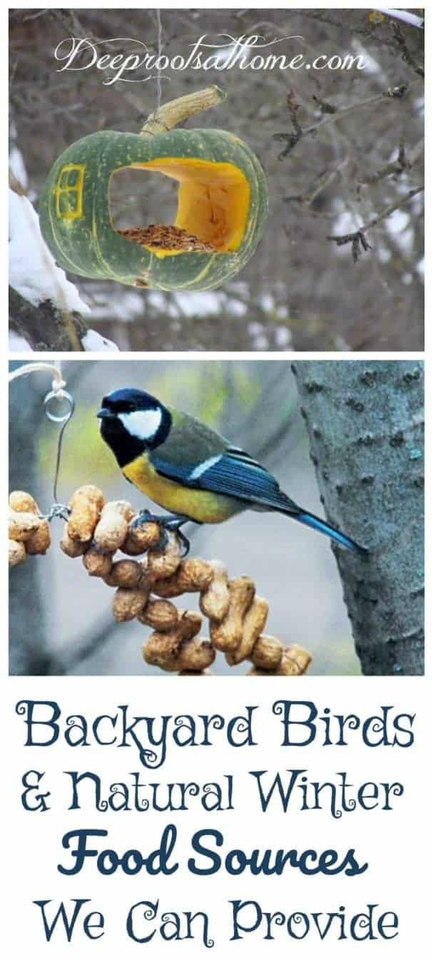 Backyard Birds & Natural Winter Food Sources We Can Provide. Fun ways to put winter food sources in front of the birds that visit our yards!
