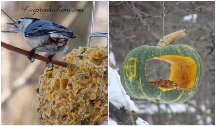 backyard-birds-natural-winter-food-sources-we-can-provide