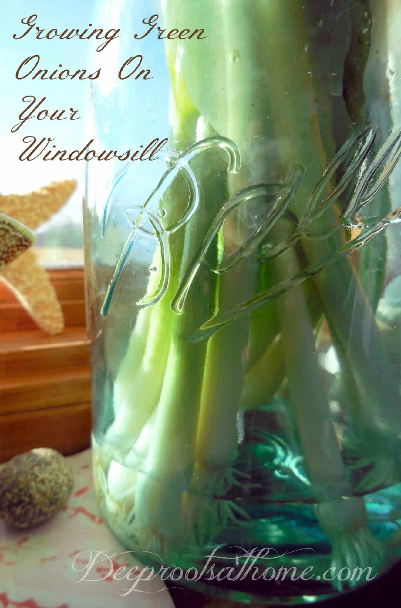 Growing Green Onions On Your Windowsill Couldn't Be Easier. Roots in water in Ball canning jar.