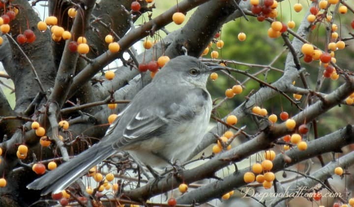 Backyard Birds & Natural Winter Food Sources We Can Provide. A mockingbird stripping a tree of fruit
