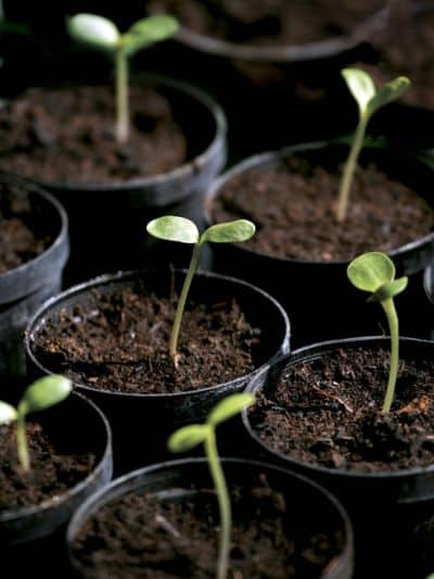 3 Natural Anti-Fungals for Seedlings in pots
