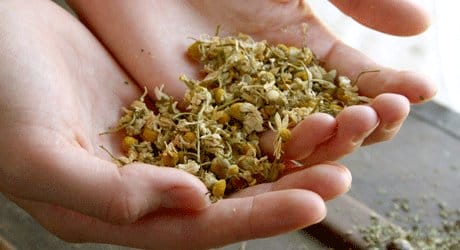 3 Natural Anti-Fungals to Prevent Damping Off In Seedlings. chamomile herb