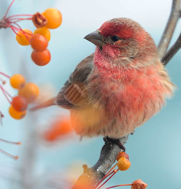Backyard Birds & Natural Winter Food Sources We Can Provide. A bright house finch 
