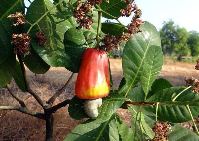Superb Rosemary Roasted Cashews Recipe & Candid Camera. the fruit bearing the nut