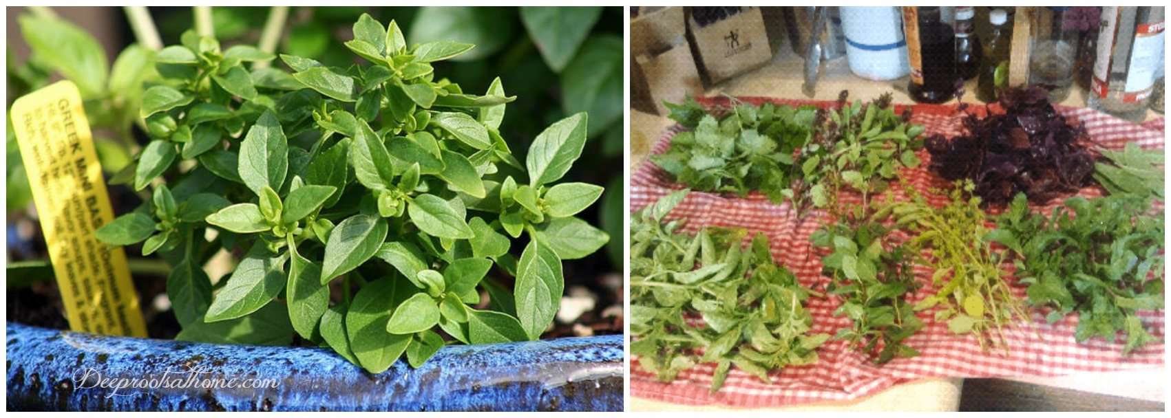 Root Basil Starts From Stem Cuttings Right In Your Window. Greek basil