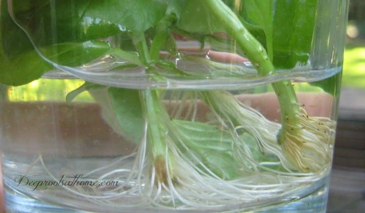 Root Basil Starts From Stem Cuttings Right In Your Window. Roots growing in water on the stems of basil cuttings