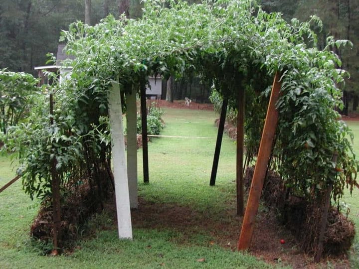 Straw Bale Urban Gardening: Ideas and Getting Started Right. tomato arch