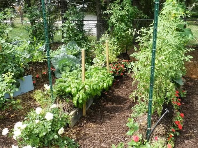 Straw Bale Urban Gardening: Ideas and Getting Started Right. Small kitchen potager
