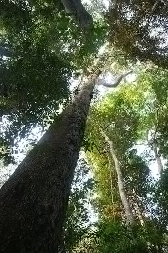  Brazil nut tree, Amazon rainforest