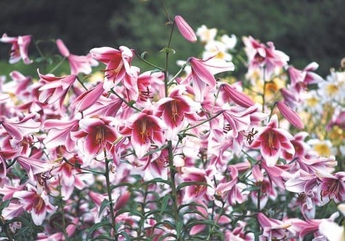 orienpet hybrid lilies, silk road, fragrant