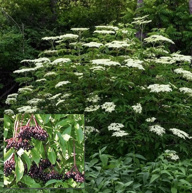 Recipe For Old-Fashioned Elderflower Fritters. The elderberry bush and inset of the berries