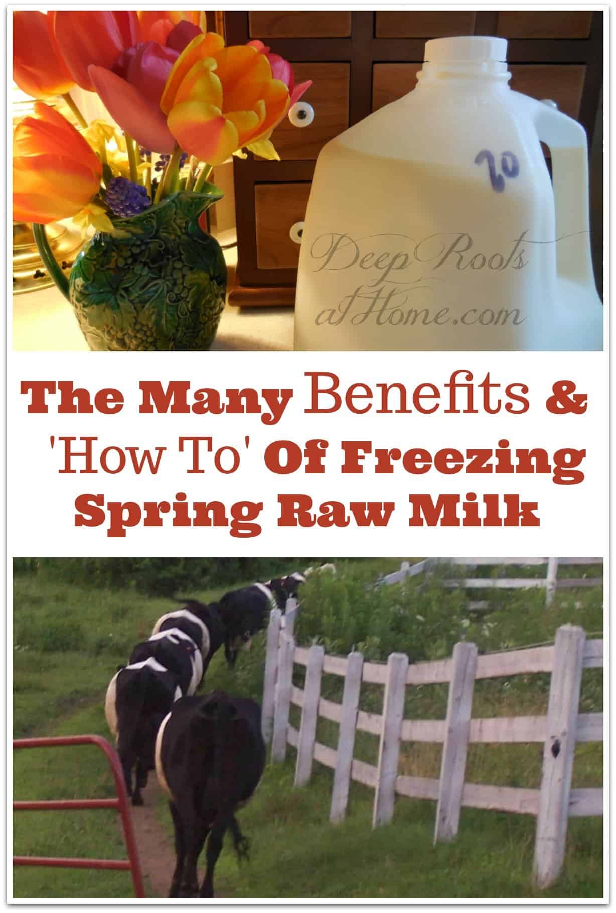The Many Benefits and 'How To' Of Freezing Spring Raw Milk. Freezing spring raw milk
