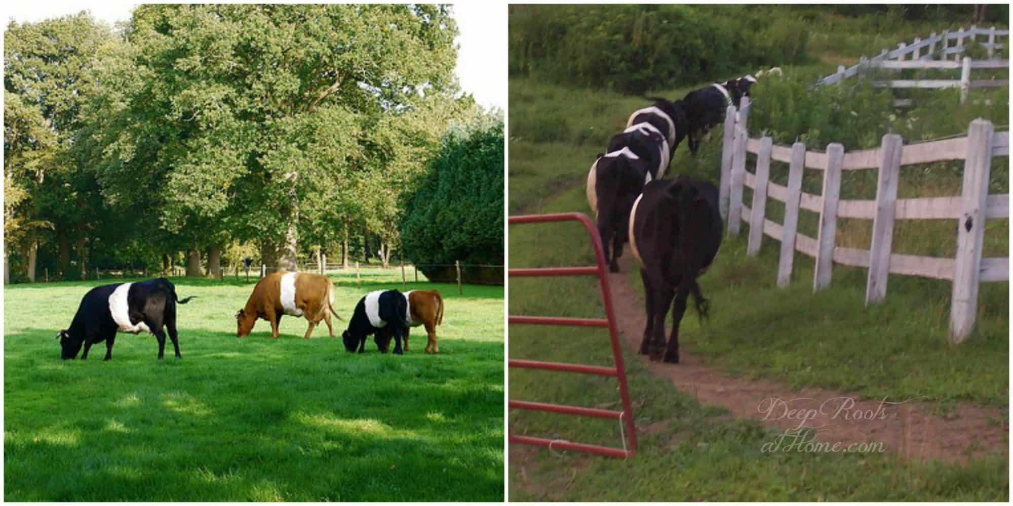 The Many Benefits and 'How To' Of Freezing Spring Raw Milk The Many Benefits and 'How To' Of Freezing Spring Raw Milk. Dutch Belted cows