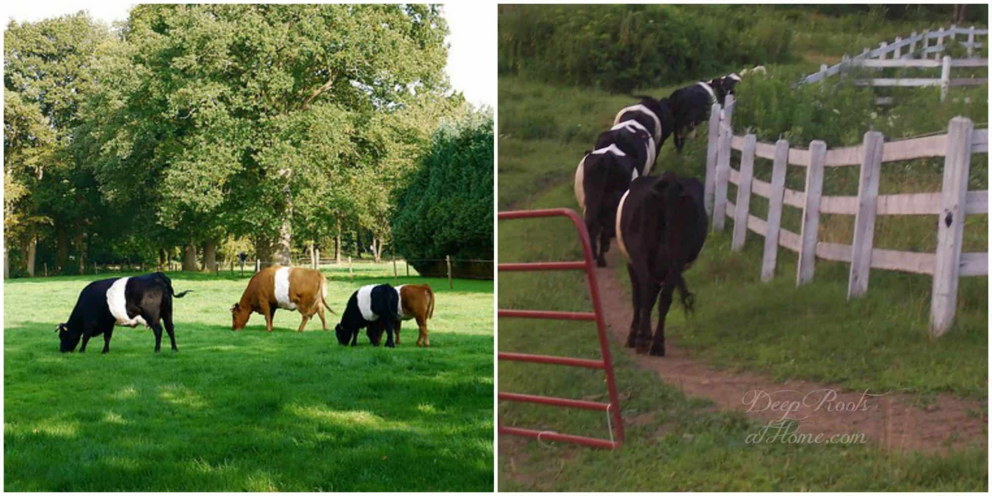 The Many Benefits and 'How To' Of Freezing Spring Raw Milk. Dutch Belted cows