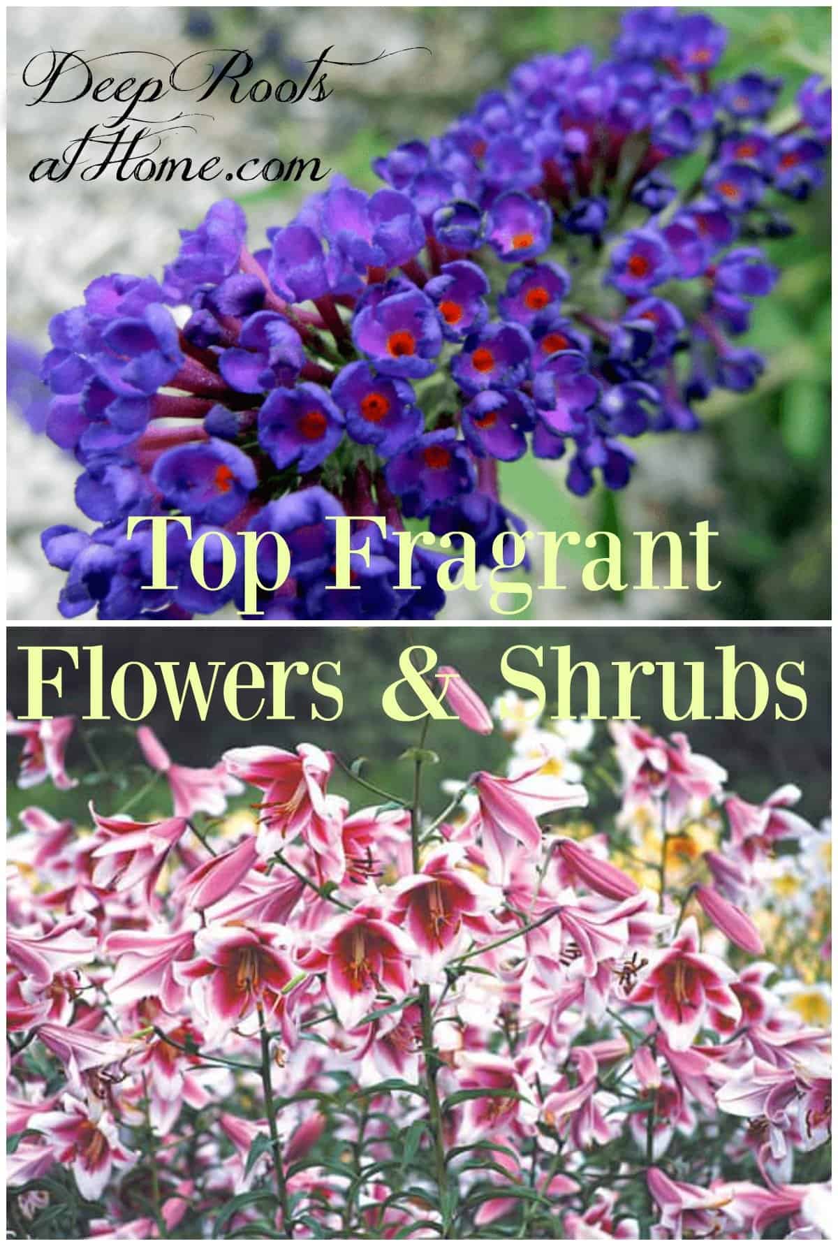 Top Fragrant Flowers and Shrubs For Your Garden. Oriental lilies and Nanho blue with orange eyes, a butterfly magnet