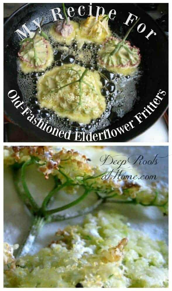 My Recipe For Old-Fashioned Delicacy Elderflower Fritters. Frying elderberry flower heads into old-fashioned fritters, much like pancakes!