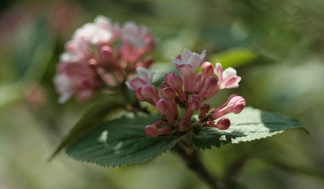 spicebush viburnums, very fragrant, late spring, 