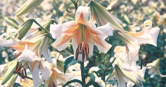 Top Fragrant Flowers and Shrubs For Your Garden, violets, Back to Eden, Nicotiana, Mohawk or Korean Spice , bouquets, 'Big Ben', top picks, 'Sarah Bernhardt', Oriental lilies, Orienpet lilies, no staking, The Lily Garden, daylily, species, hybrid, species, honeysuckle, wildflowers, floral notes, old-fashioned, 'Abraham Darby', childhood, flowering crab apples, spring planting, 'Luminaries', 
