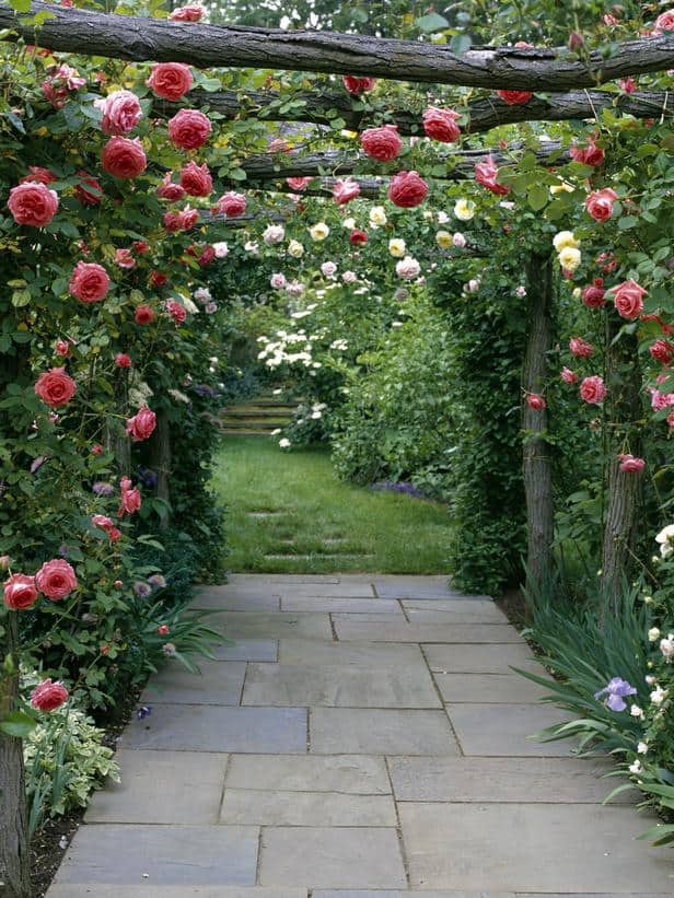 10 Garden Elements With Big Impact. roses on a rustic wooden trellis, climbing
