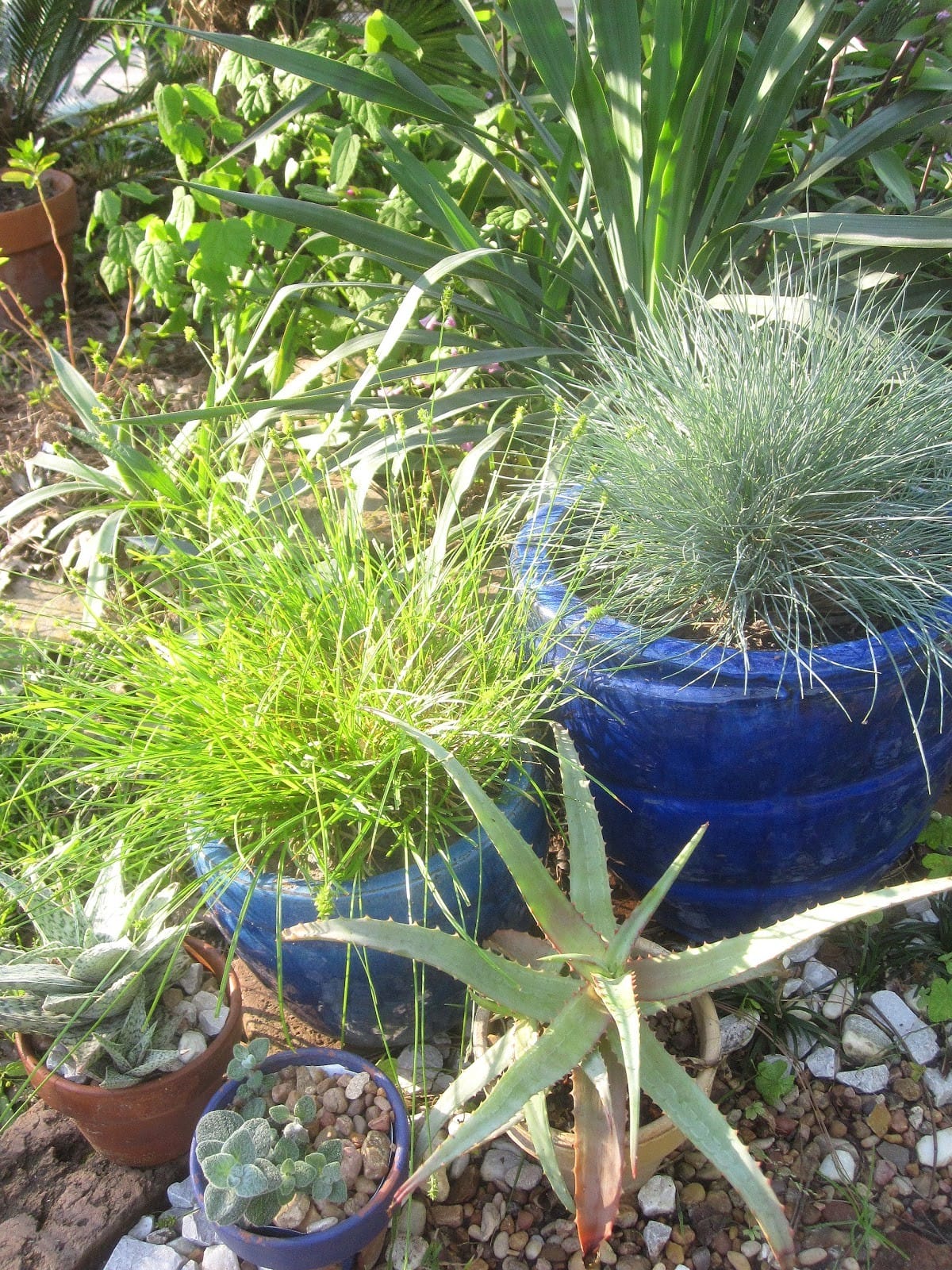 10 Garden Elements With Big Impact. blue pottery, grasses and cactus, container gardening