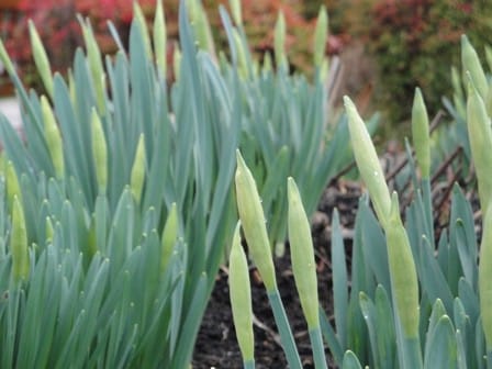 10 Garden Elements With Big Impact. Daffodil buds, ready to bloom