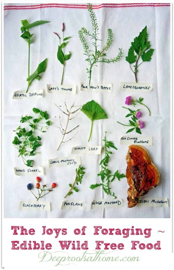 The Joys of Foraging: Edible Wild Free Food For You To Enjoy!