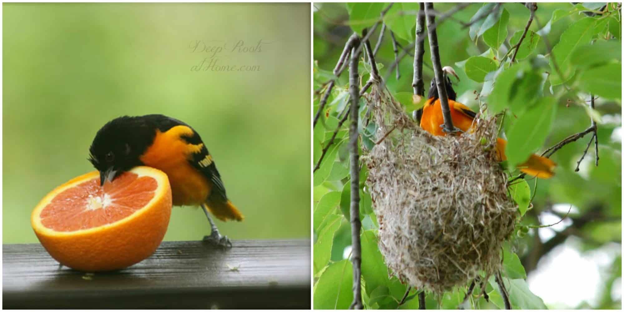 Feeding station and nesting