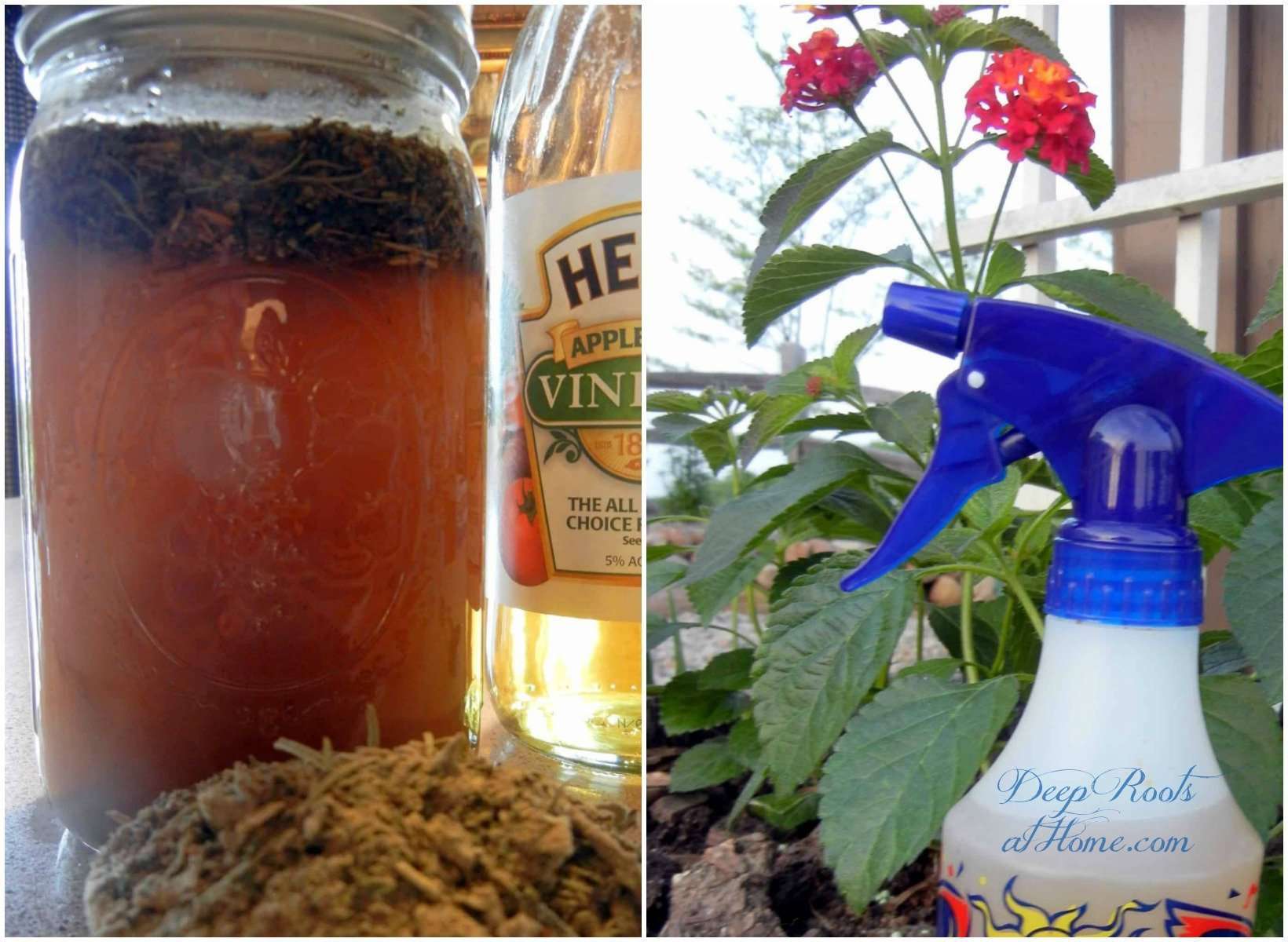 Insect Repellant: Vinegar of the 4 Thieves for Chiggers, Mosquitoes Insect Repellant: Vinegar of the 4 Thieves for Chiggers, Mosquitoes. dried herbs in apple cider vinegar