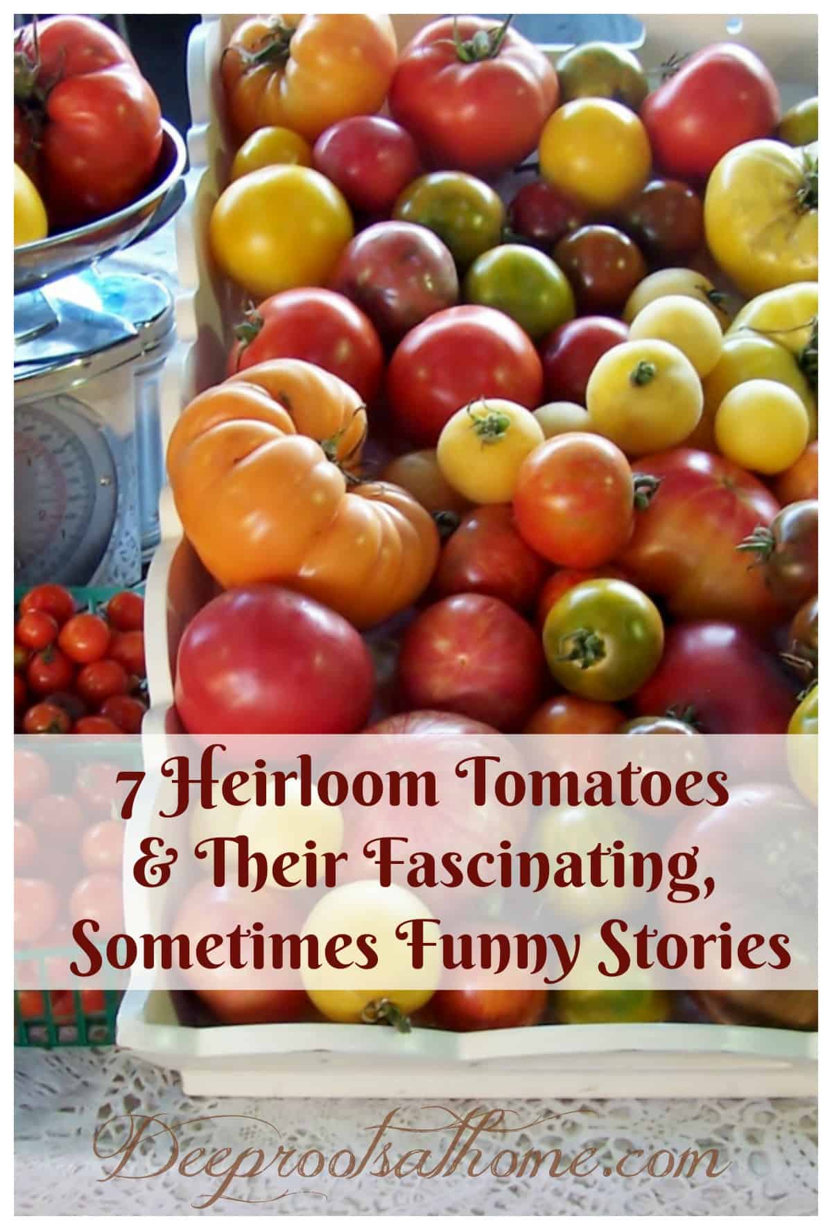 Heirloom Tomatoes & Their Fascinating, Sometimes Funny Stories. A colorful display of the many varieties of heirloom tomatoes available on a table top.