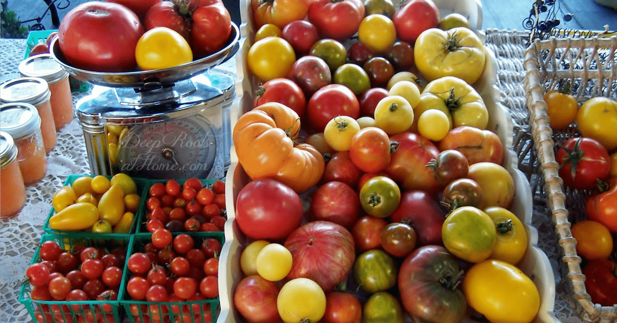 Heirloom Tomatoes & Their Fascinating, Sometimes Funny Stories Heirloom Tomatoes & Their Fascinating, Sometimes Funny Stories. Many of the varieties of heirloom tomatoes available on a table top.