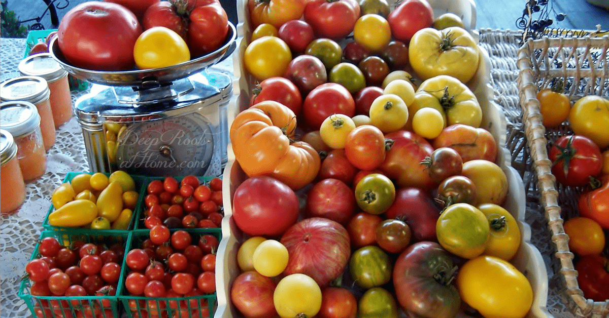 Heirloom Tomatoes & Their Fascinating, Sometimes Funny Stories. Many of the varieties of heirloom tomatoes available on a table top.