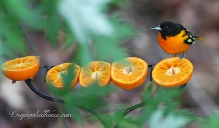 oranges and fruit bird feeder